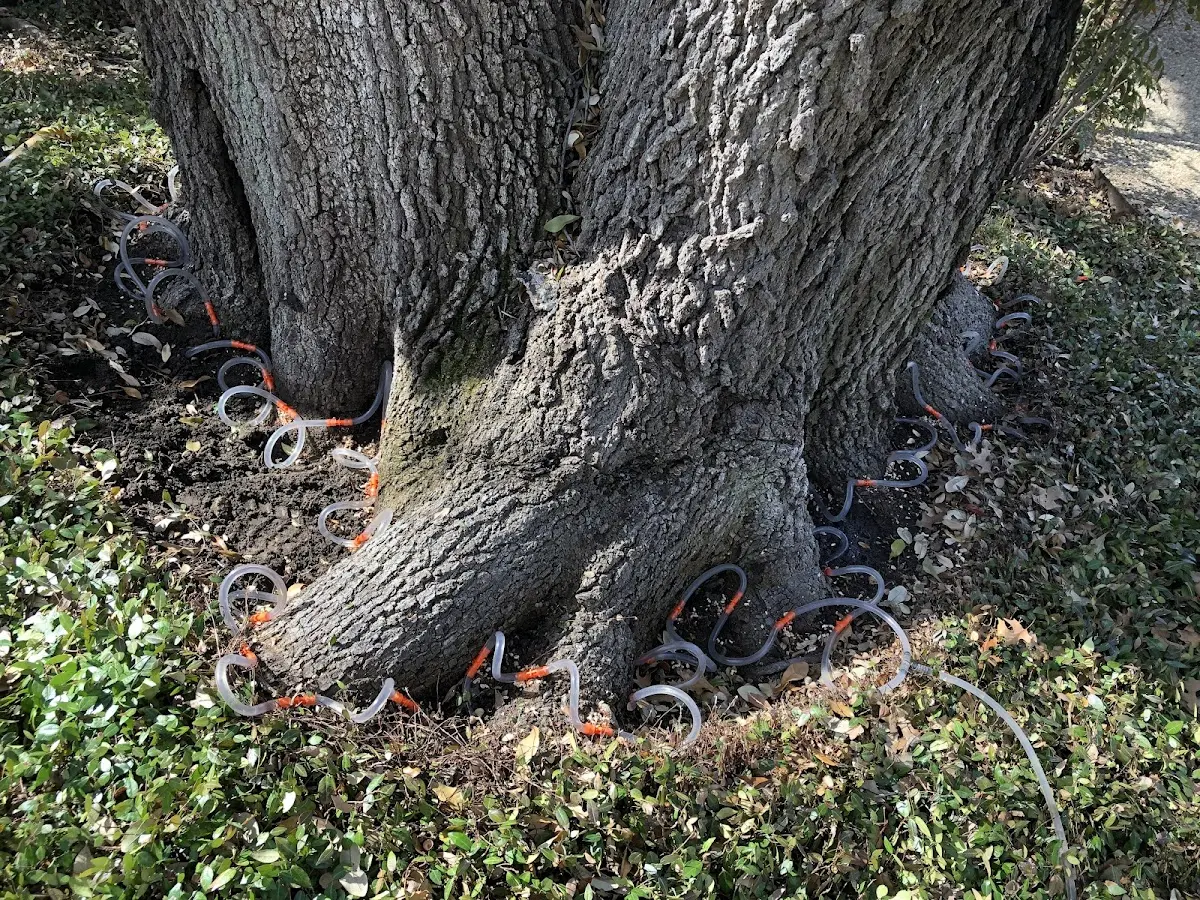 Detailed Tree Cabling and Bracing job site in Park Hall